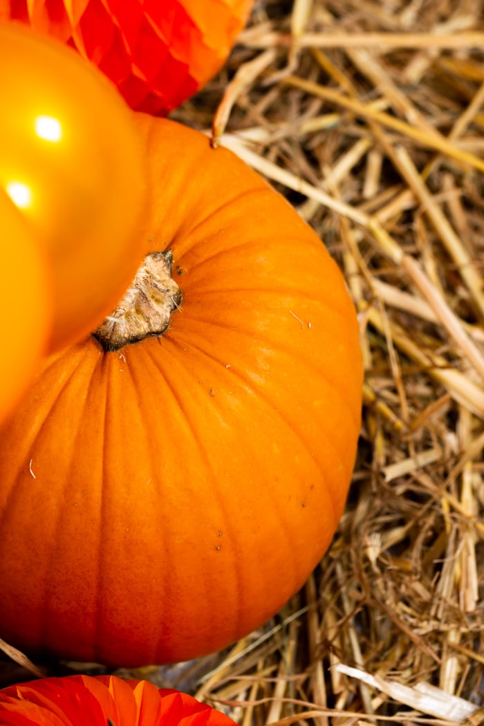 web-res-halloween-orla-shoot-33